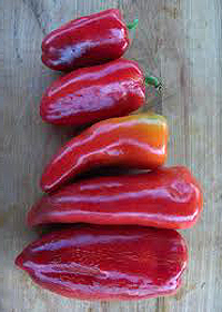 Capsicum annuum 'Lipstick'